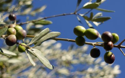 Olive Harvest Time